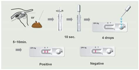 The Parvo Test Process Explained .